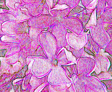 Lilac Detail